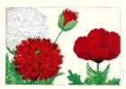 25 photo25_small.jpg